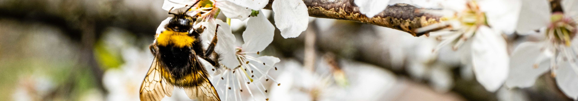 Blüte