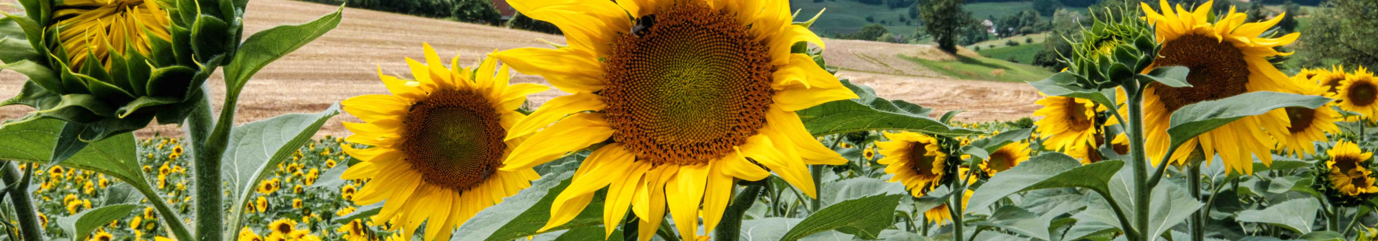 Sonnenblumen